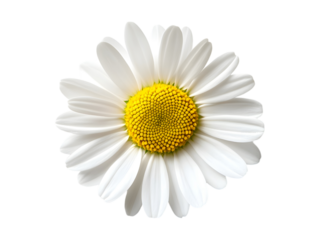 A close up image showing a single bright daisy flower