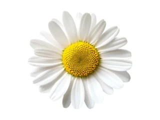 Fotobehang A close up image showing a single bright daisy flower © Multazam