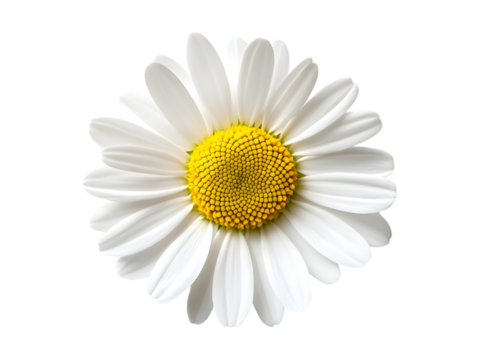A close up image showing a single bright daisy flower