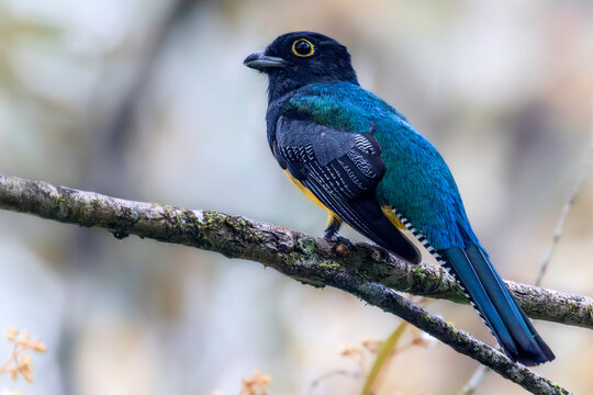Gartered trogon (Trogon caligatus, also known as the northern violaceous trogon), male. Cartago Province, Turrialba, Costa Rica. Selective focus on bird's eye