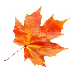 Obraz premium A single vibrant autumn leaf isolated against a transparent background, cut out, PNG 3D Digital Art.