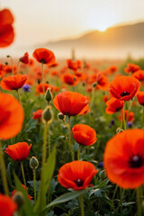 Fototapeta premium Vibrant red poppy flowers blooming at dawn, beauty of nature