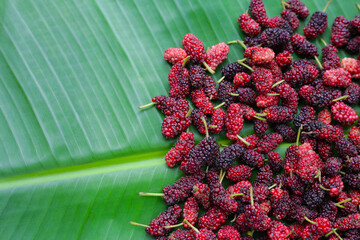 Fresh mulberry on white background.