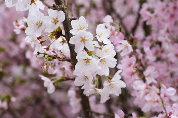Branches of sakura flowers, cherry blossom