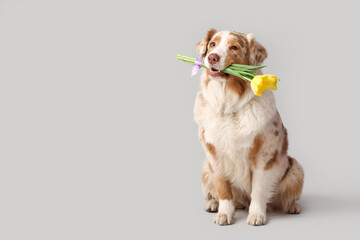 Cute Australian Shepherd dog with beautiful tulip flowers on grey background