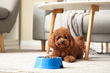 Cute Toy Poodle dog with bowl of food lying in living room