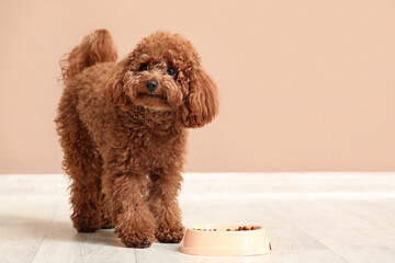 Cute Toy Poodle dog with bowl of food near brown wall