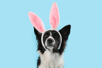 Border Collie dog in bunny ears on blue background. Easter celebration