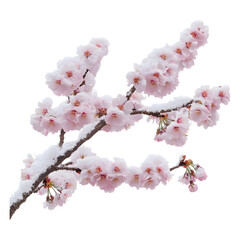 Branch of cherry blossoms covered in fresh white snow, transparent background, cut out, PNG 3D Digital Art.