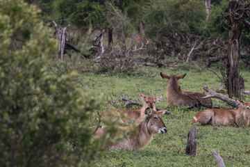 Waterbuck females resting lying in the green grass in african savanna. Kruger National park, South Africa