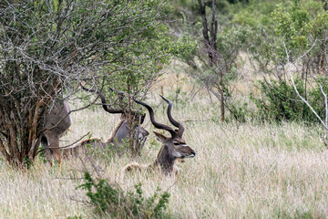 Males Greater Kudu resting in african savanna, Kruger National Park, South Africa