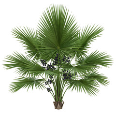 Palm tree looks realistic and highly detailed, featuring trunk texture, leaf structure and unique shape. Natural light, high resolution details and realistic textures, isolated on white background.