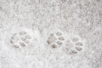 Cat tracks on white snow.