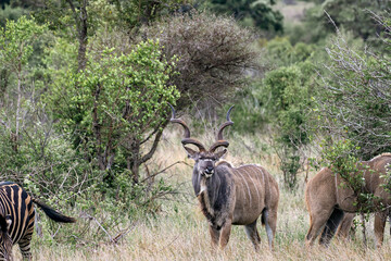 Male Greater Kudu in african savanna, Kruger National Park, South Africa