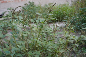 Amaranthus spinosus plant has grown on the soil