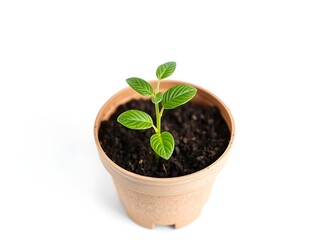 A young green plant growing in a pot against a white background