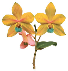 Fototapeta premium PNG Orchid flower petals plant.