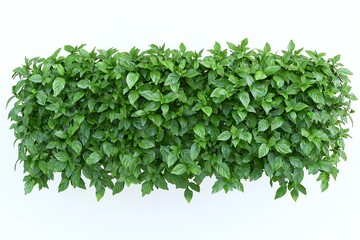 Obraz premium Dense Green Foliage Wall on White Background Provides Organic Aesthetic