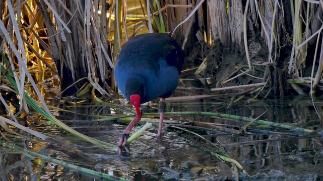 Swamphen eating grass
