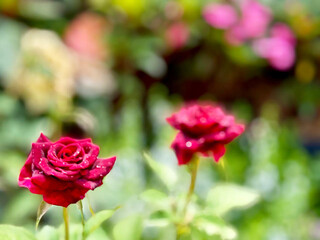Detailed view of vibrant red roses featuring dewdrops, set in a bokeh-style garden background.