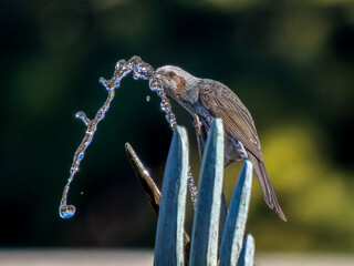 水を飲むヒヨドリ