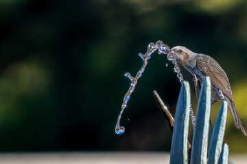 水を飲むヒヨドリ