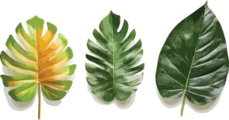 green leaves isolated on white