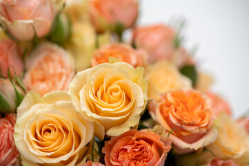 Close-up of peach and yellow roses in bloom with white background