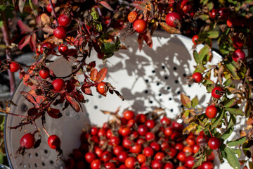 Spray of rosehips about to be picked into white metal colander