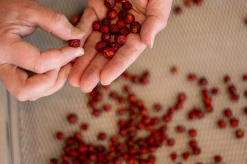 Hands holding and squeezing dried red rosehips, for herbal use.