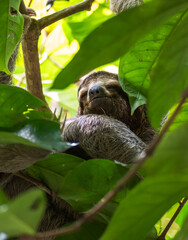 Close up of three-toed sloth among tree leaves in Costa Rica.