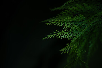 Close up green fern leaves in dark background