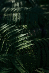 Close up fern forest leaves with sunshade in dark forest background