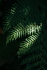Close up green for leaves in dark fern forest background