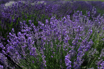 Naklejka premium Closeup of Purple Lavender Shrub Plant in full bloom
