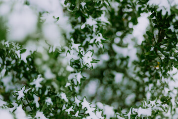 Fototapeta premium Green foliage covered with fresh snow in a winter landscape