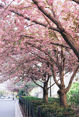 Cherry blossom trees arch over a quiet city sidewalk in springti