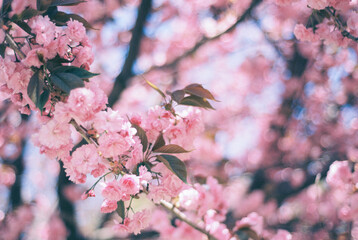 Close-up of delicate pink cherry blossoms in full bloom.