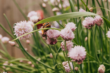 Monarch butterfly lands on chive flowers in backyard garden