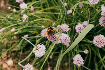 Monarch butterfly lands on chive flowers in backyard garden