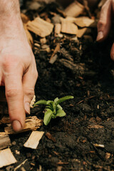 Close up of man planting stevia in backyard garden on a summer day