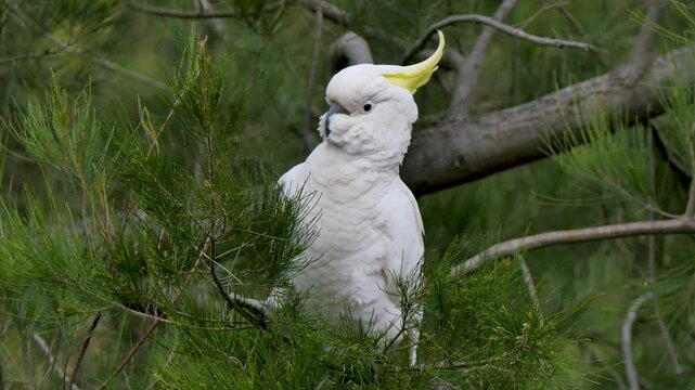 Cockatoo in a tree