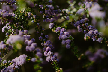 Close-up of vibrant purple flowers on a bush with soft lighting
