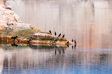 Cormorants sunbathing reflected in the Villajoyosa reservoir