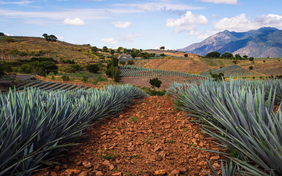 Beautiful Mexican landscape with a vanishing point in the agave fields of Tequila, Jalisco