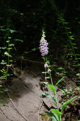 Wild Foxglove Bloom in Dappled Forest Light