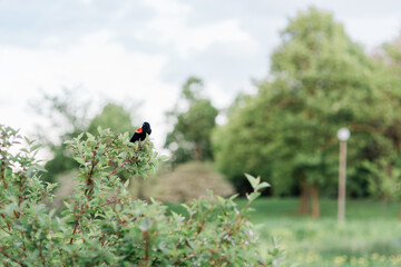 Red-Winged Blackbird Perched in Springtime Greenery