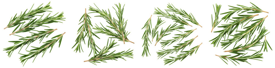 Obraz premium Fresh Rosemary Sprigs, Cut Out Set
