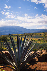 Close-up of an agave plant and a beautiful landscape in the background.