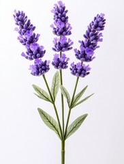 Beautiful arrangement of purple lavender flowers with detailed green leaves on a white background for home decor and floral design inspiration